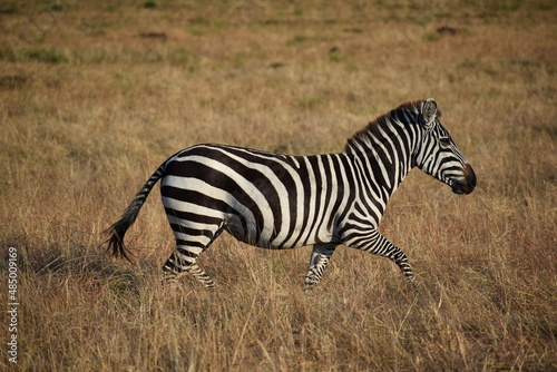 African zebra strides through the grasslands