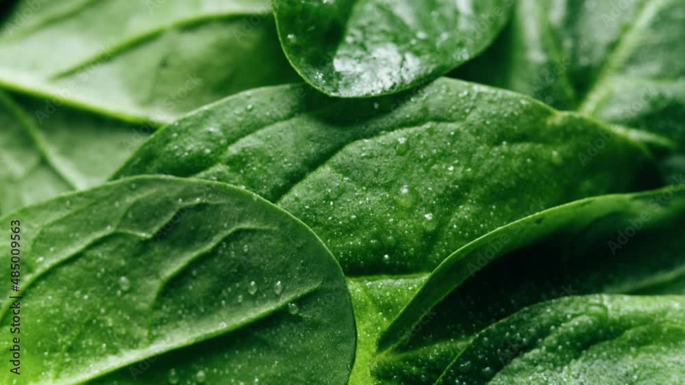 Spinach close-up. Salad green leaves background. Fresh spinage, lettuce. Raw vegetable leaf. 