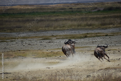 Wildebeest stampede in Africa  © Merrily McGugan