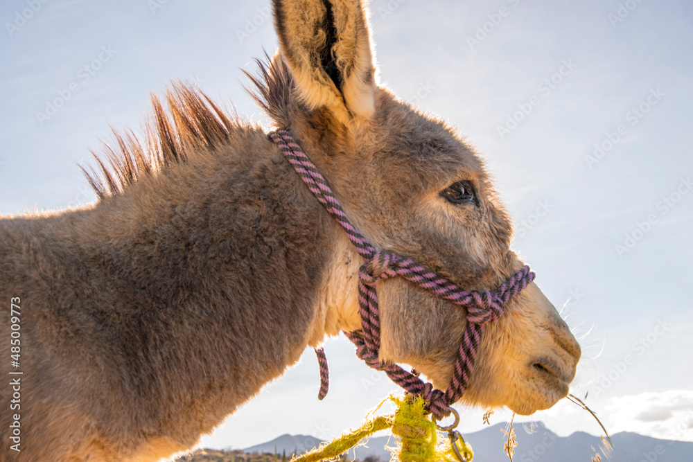 Burro Donkey - obrazy, fototapety, plakaty 