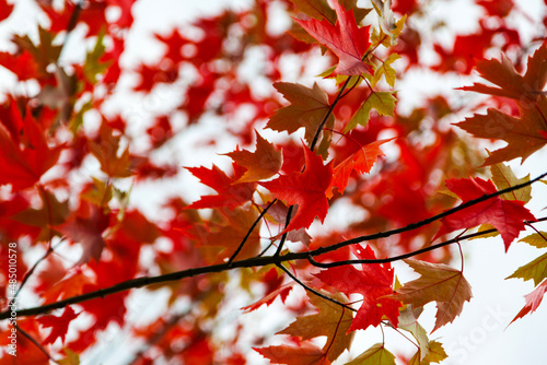 Beautiful red Canadian maple leaves in Autumn background.