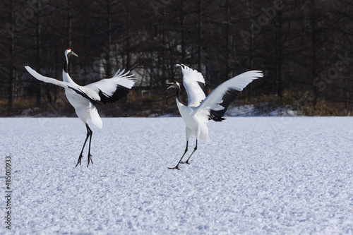 Dancing Japanese Cranes on snowfield, Hokkaido in Japan　雪原で舞う丹頂　北海道