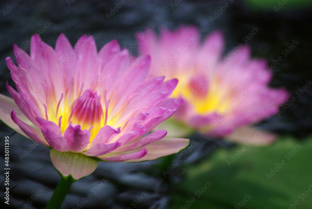 睡蓮の花 睡蓮の花