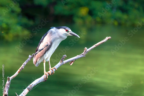 Black-Crowned Night Heron perching on the branch © Teresa