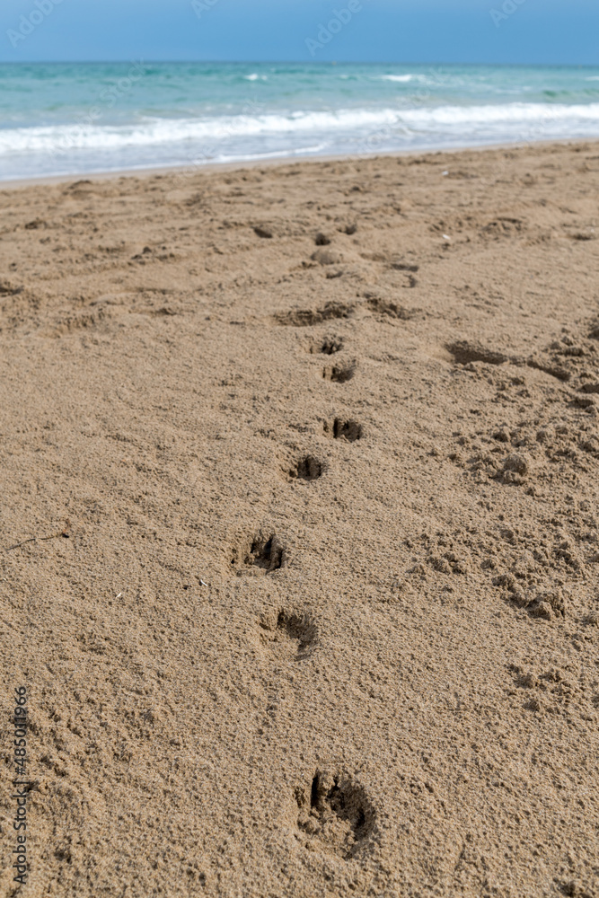 dog footprints in the sand towards the sea dog footprints in the sand towards the sea