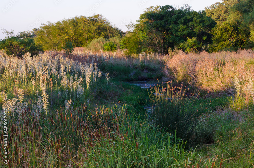 Nature landscape with stream, plants, reeds, wild flowers and green trees at sunset. Nature landscape with stream, plants, reeds, wild flowers and green trees at sunset.
