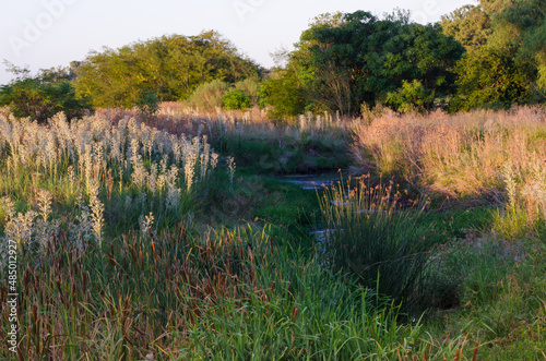 Nature landscape with stream, plants, reeds, wild flowers and green trees at sunset.