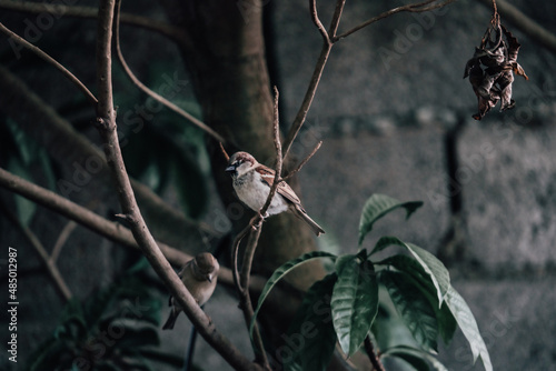 sparrow on a branch