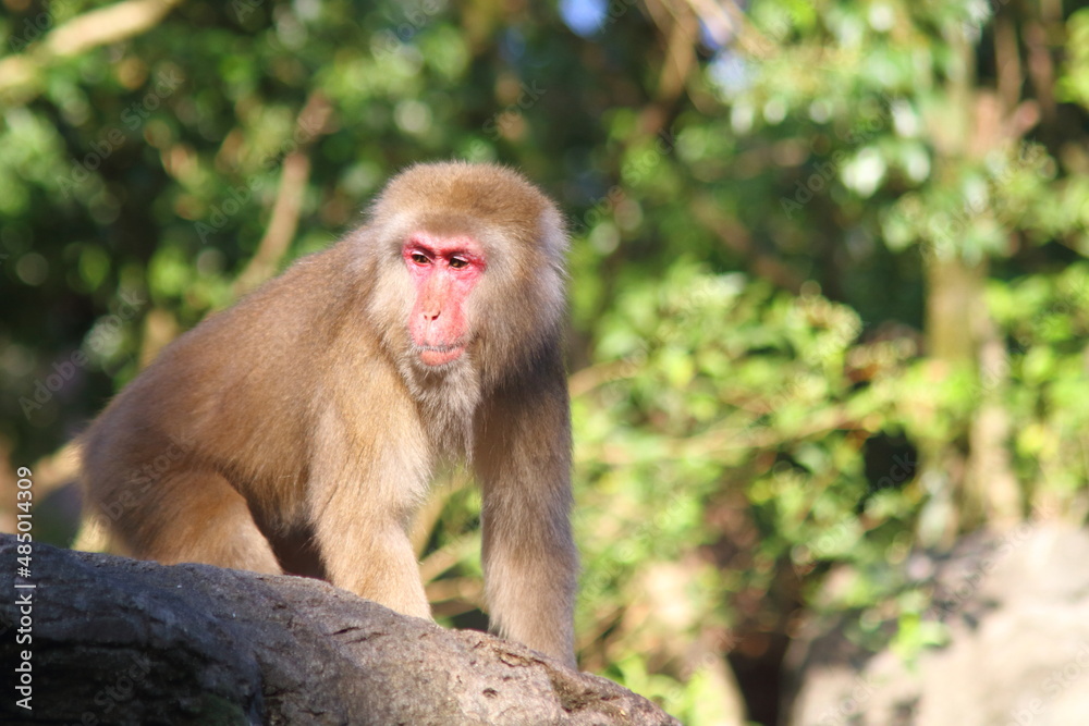 Cute Japanese monkey on a roof.