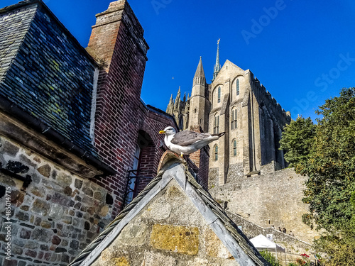 Photography Seagull  sitting on a roof
Mont Saint Michel