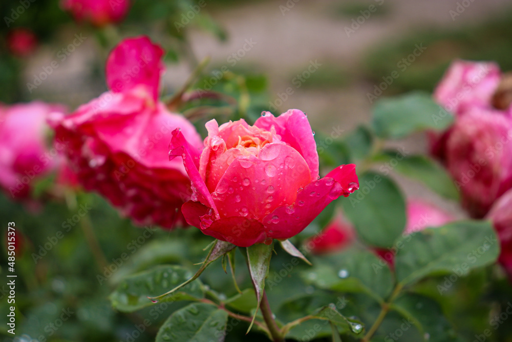 red roses in garden after rain