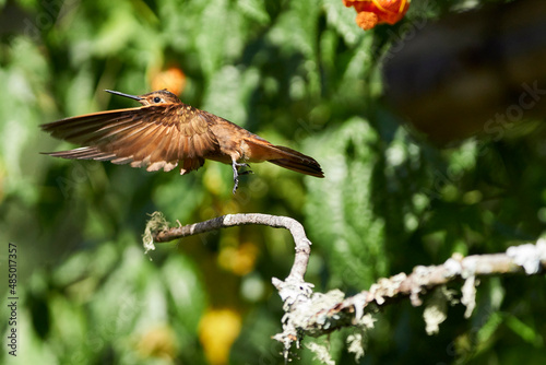 Hummingbird flying in the forest in Urubamba, Perú, Cusco photo