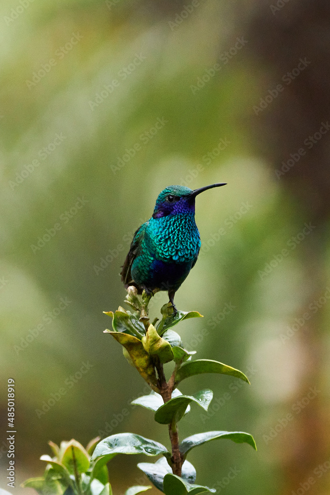 hummingbird standing on tree Urubamba, Peru, Cusco hummingbird standing on tree Urubamba, Peru, Cusco