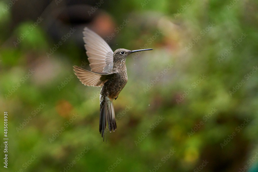 Fototapeta premium Hummingbird flying in the forest Urubamba, Peru, Cusco
