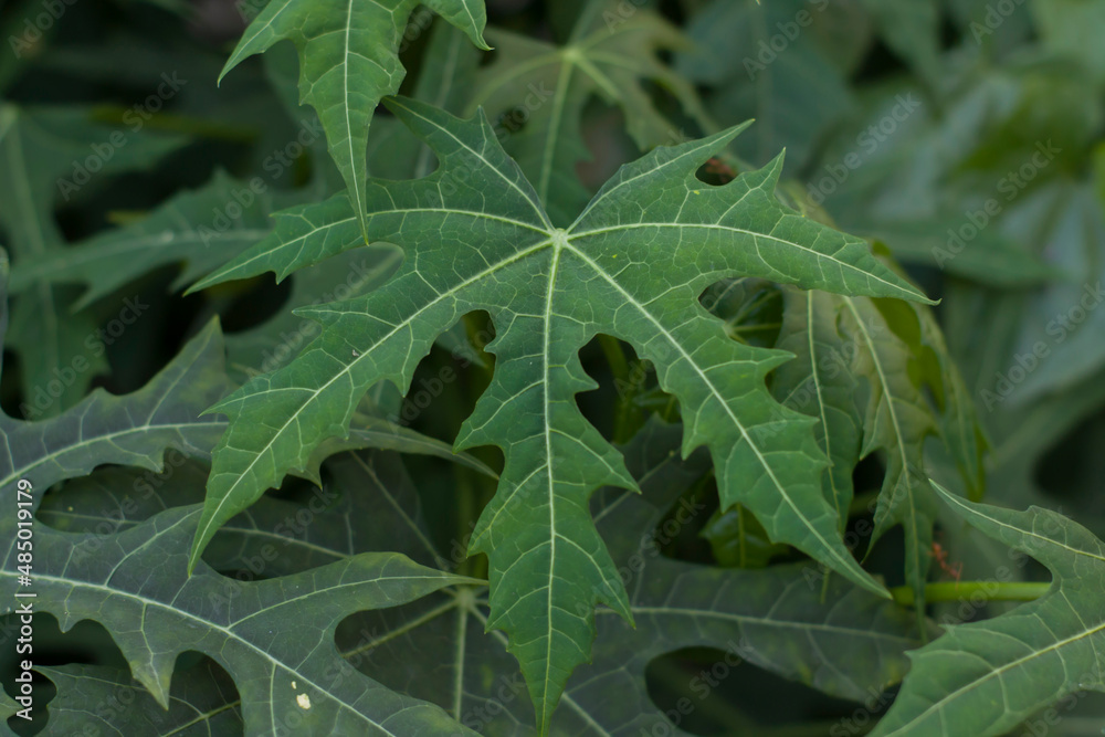 Fresh papaya green leaf texture patterns. papaya leaf background. Papaya leaves in the garden, Young papaya in top view, Green leaves background Fresh papaya green leaf texture patterns. papaya leaf background. Papaya leaves in the garden, Young papaya in top view, Green leaves background