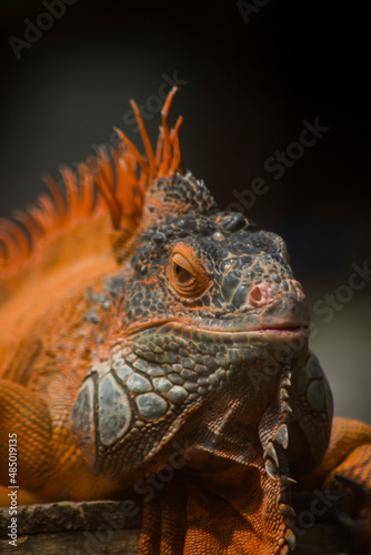 Orange iguana. Iguana - also known as Common iguana or American iguana. Lizard families  look toward a bright eyes looking in the same direction as we find something new life. Selective focus