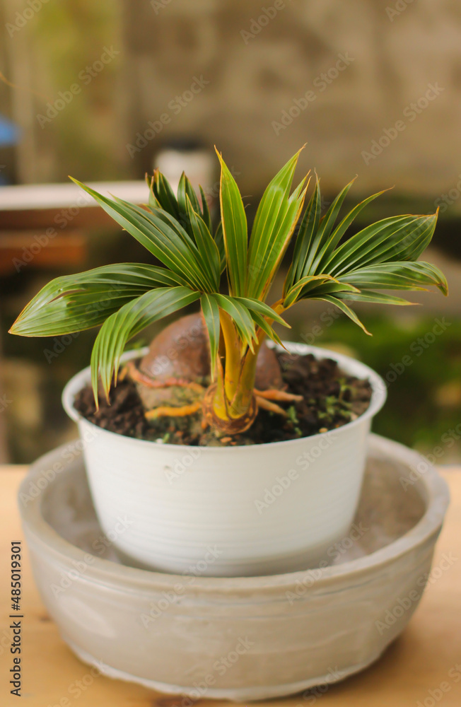 Coconut bonsai or coco bonsai are planted in pots, Coconut bonsai with green leaves hobbies interior home nature garden. Coconut Trees are made bonsai, photographed in closeup.
Coconut bonsai or coco bonsai are planted in pots, Coconut bonsai with green leaves hobbies interior home nature garden. Coconut Trees are made bonsai, photographed in closeup.
