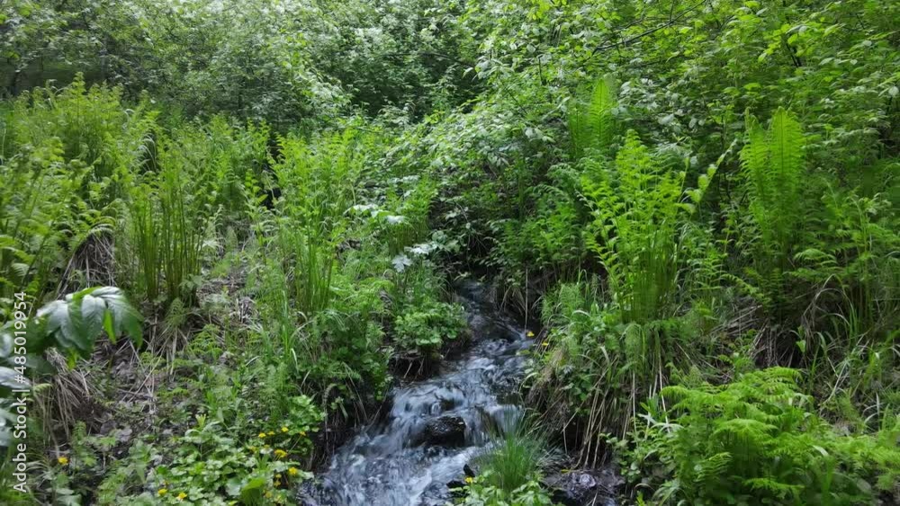 beautiful stream in a dense Siberian forest
beautiful stream in a dense Siberian forest