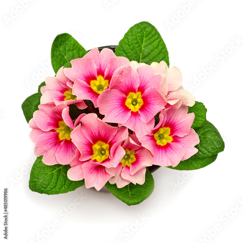 Pink and yellow primrose flowers isolated on white background. Flat lay, top view