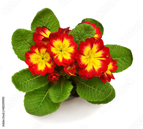 Red and yellow primrose flowers isolated on white background. Flat lay, top view