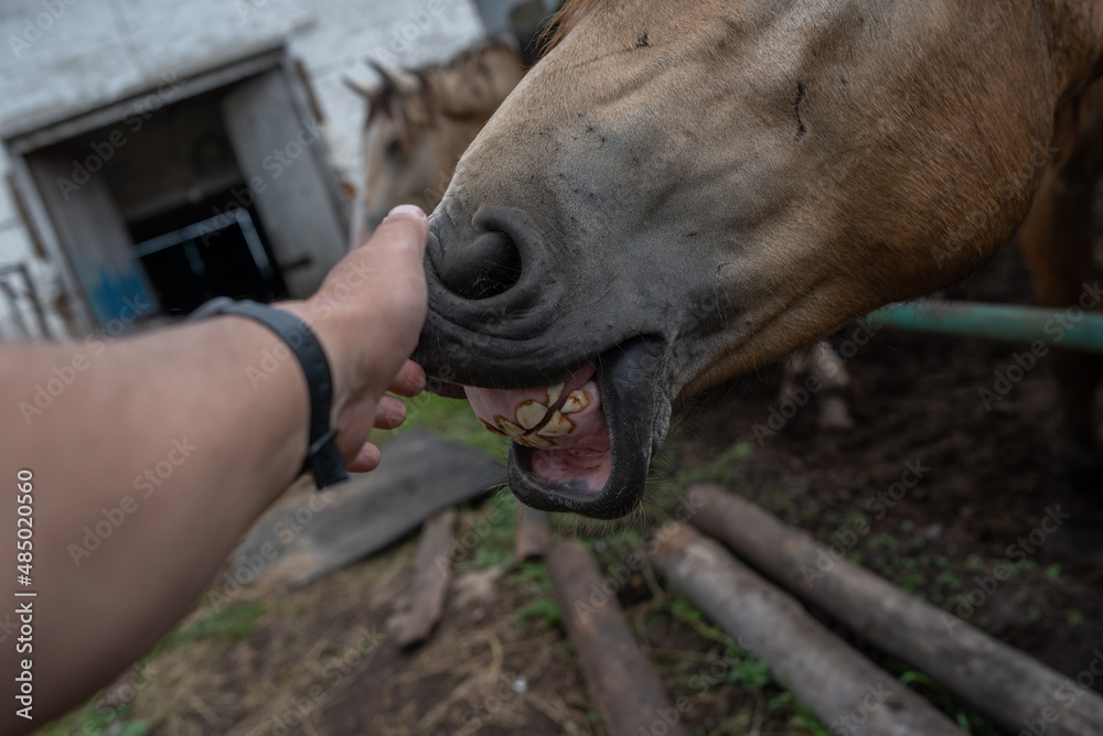 A man strokes the muzzle of a horse, close-up.