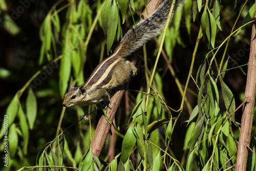 Indian Palm Squirrel or Three striped palm squirrel or Funambulus palmarum species playing, running walking on tree branch with green leaves background from India or Srilanka Asia, Asian