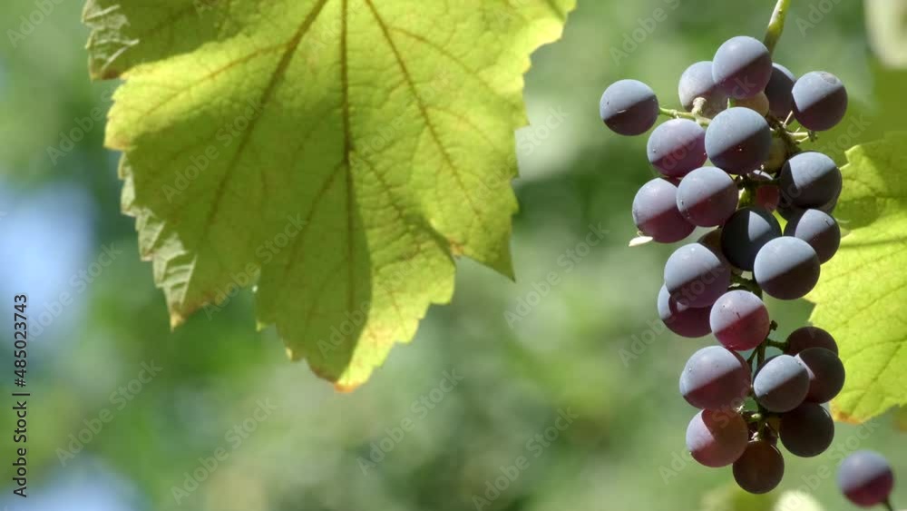 Ripe red wine grapes outdoors. Juicy bunch of grapes on vine with soft warm natural light in vineyard. Rays of sunshine through a bunch of ripe grapes. Sun rays coming through leaves, concept of wine Ripe red wine grapes outdoors. Juicy bunch of grapes on vine with soft warm natural light in vineyard. Rays of sunshine through a bunch of ripe grapes. Sun rays coming through leaves, concept of wine