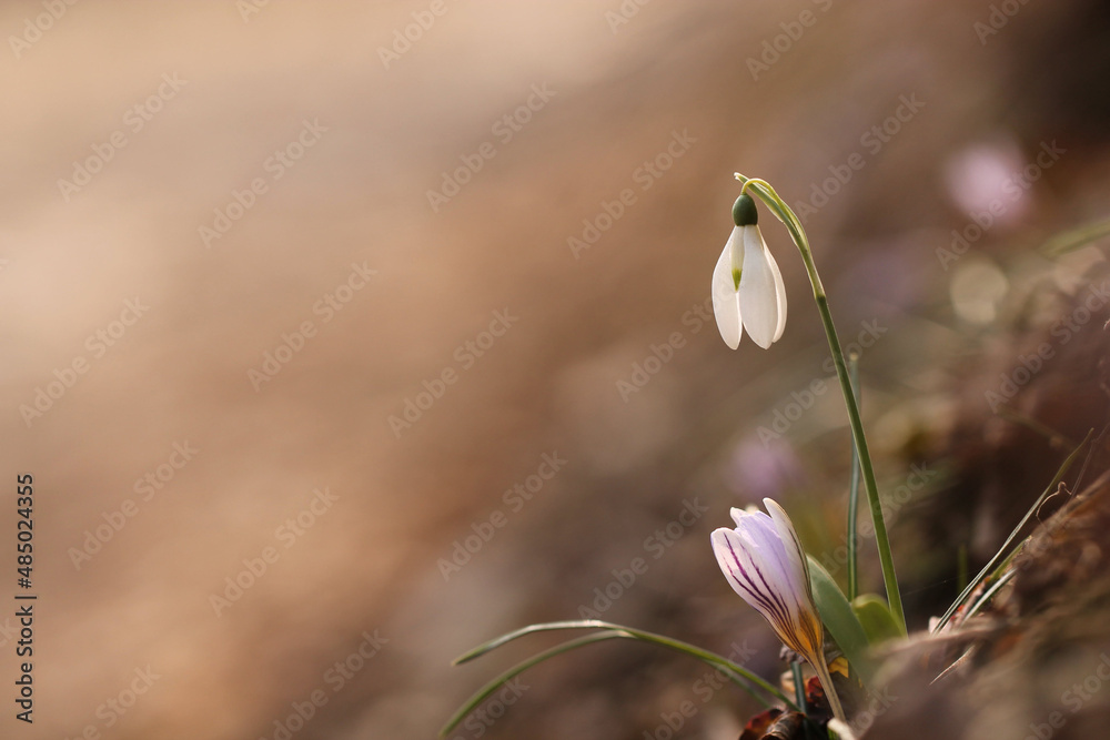 Krokusse - Der Frühling kommt