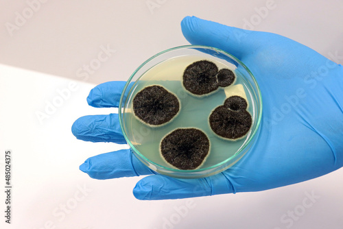 The scientist isolate Penicillium expansum grows in Malt Extract Agar media with Petri dish for cultivate yeasts, black mold and fungal clinical testing in medical health laboratory analysis disease.