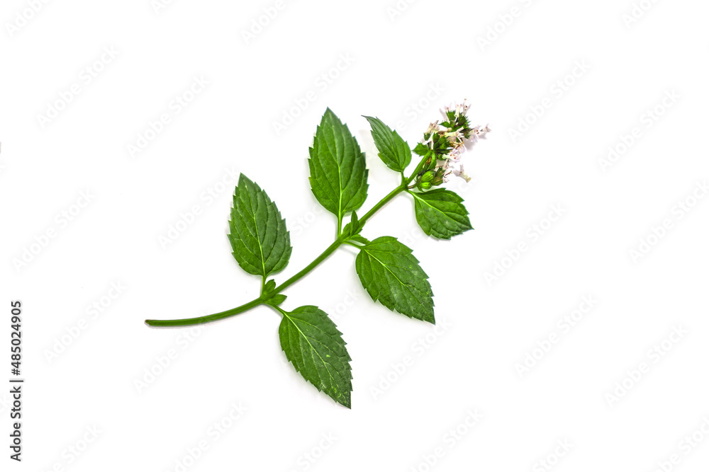 Green sprig of mint plant on white background Green sprig of mint plant on white background