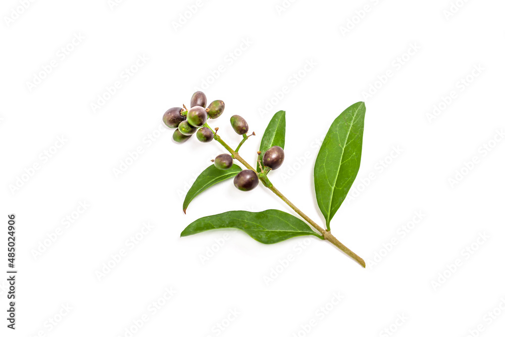 Fototapeta premium Green sprig of ligustrum plant on white background