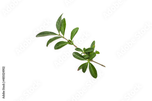 Green sprig of ligustrum plant on white background
