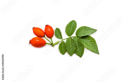 Rosehip plant with fruits and leaves on white background