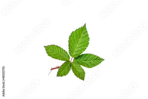 Green leaf of rose hips on a white background