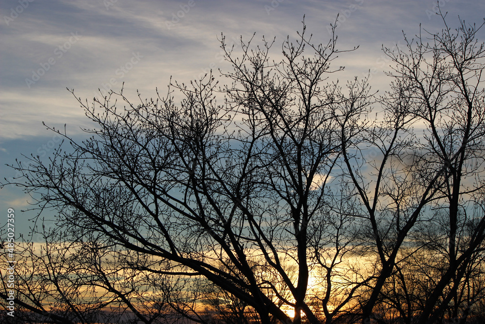 silhouette of a tree at sunset silhouette of a tree at sunset