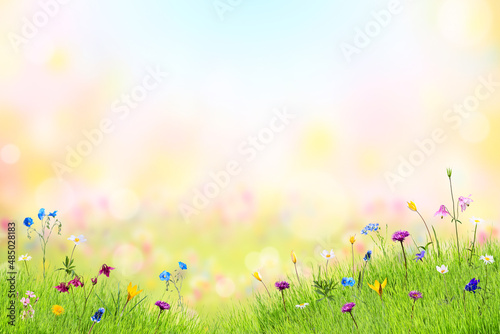 Fotografie Crocus flowers in green grass