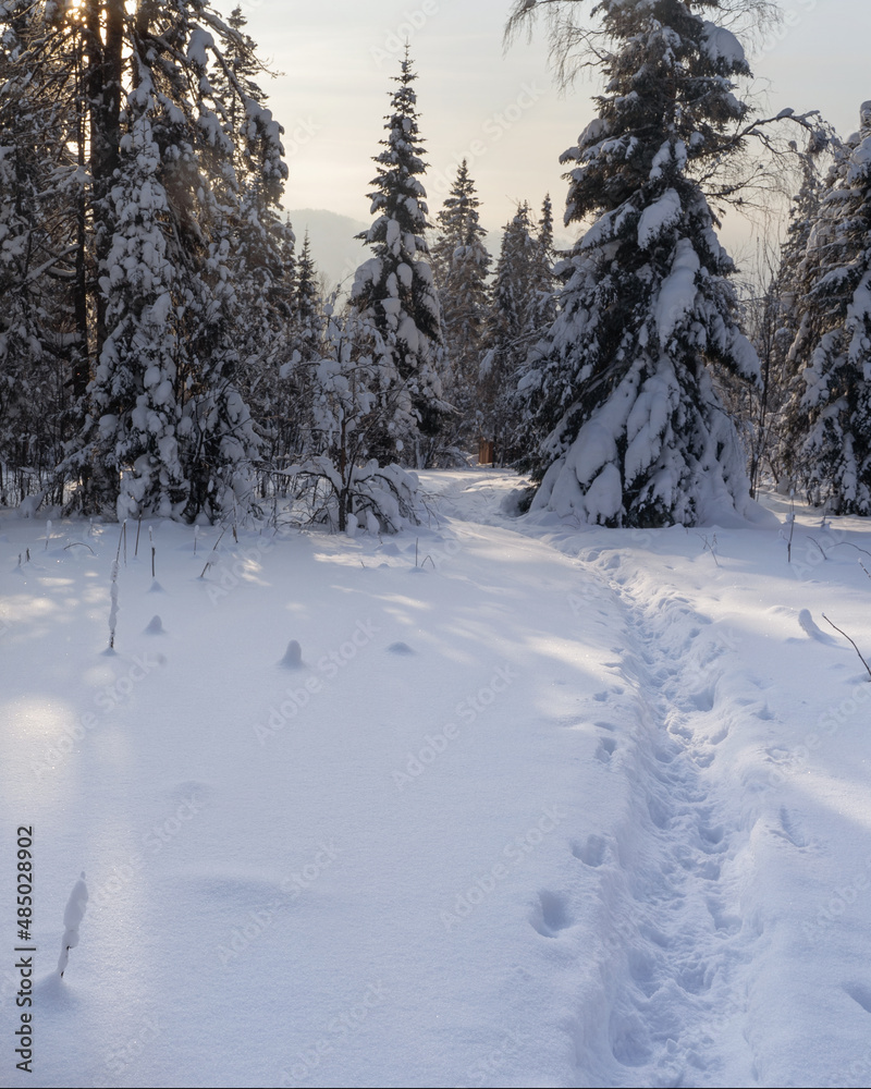 Fototapeta premium Winter forest with snow-covered fir trees high in the mountains. Dawn with bright colors on the horizon far away in the mountains. Golden clouds with the first rays of the sun.