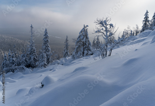 Winter forest with snow-covered fir trees high in the mountains. Dawn with bright colors on the horizon far away in the mountains. Golden clouds with the first rays of the sun. © nikolay_alekhin