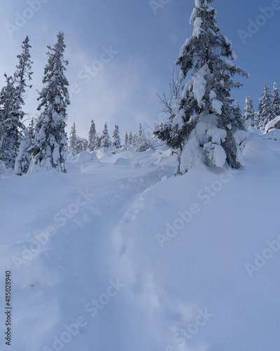 Winter forest with snow-covered fir trees high in the mountains. Dawn with bright colors on the horizon far away in the mountains. Golden clouds with the first rays of the sun.