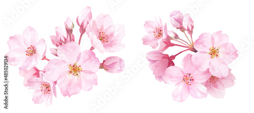 春の花：桜のクローズアップ2種。水彩イラスト。装飾。（ベクター。エレメントのレイアウト変更可能） 