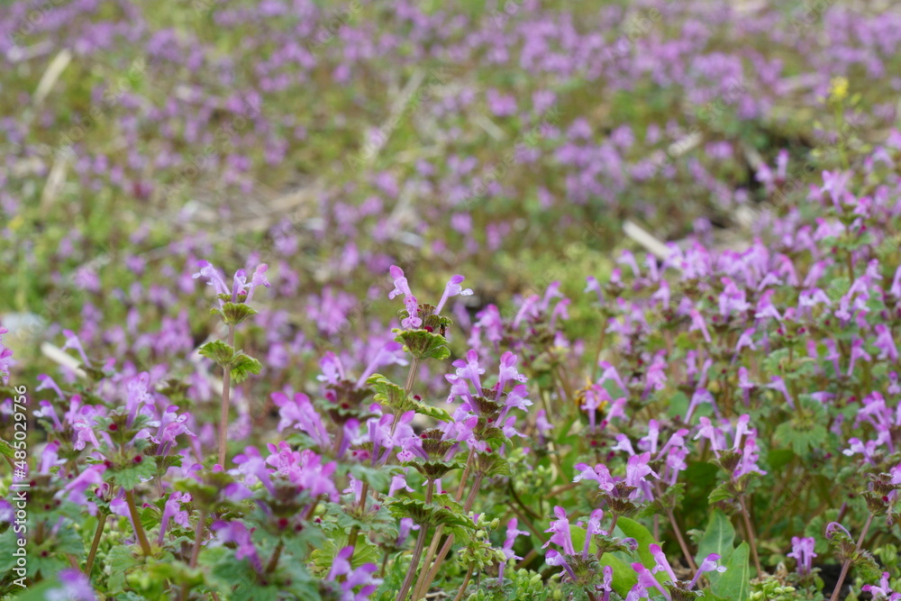 春の野にホトケノザの群生が花を咲かせる