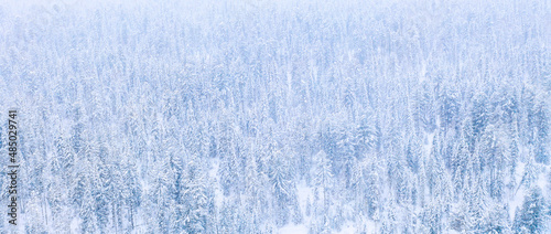 Aerial drone view of the forest in winter. Winter landscape with fir trees in snow from above