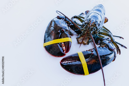 Live shiny lobster with expressive eyes. Lobster on a white table, caught in Maine, USA