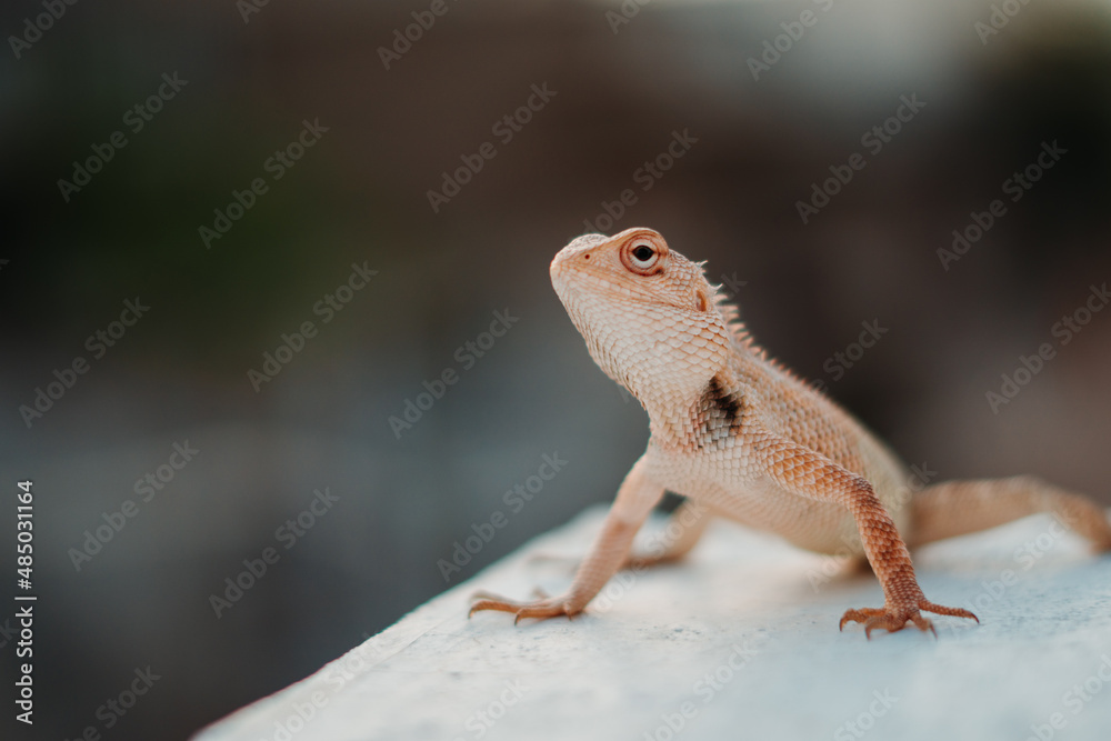 Fototapeta premium Closeup shot of a chameleon staring at the camera