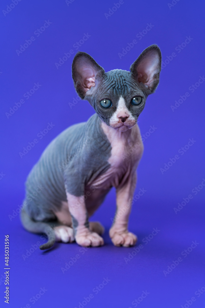 Adorable seven weeks old hairless kitten of Canadian Sphynx breed sits on blue background and looks at camera. Color of kitten is blue and white. Side view, full length. Studio shot.
