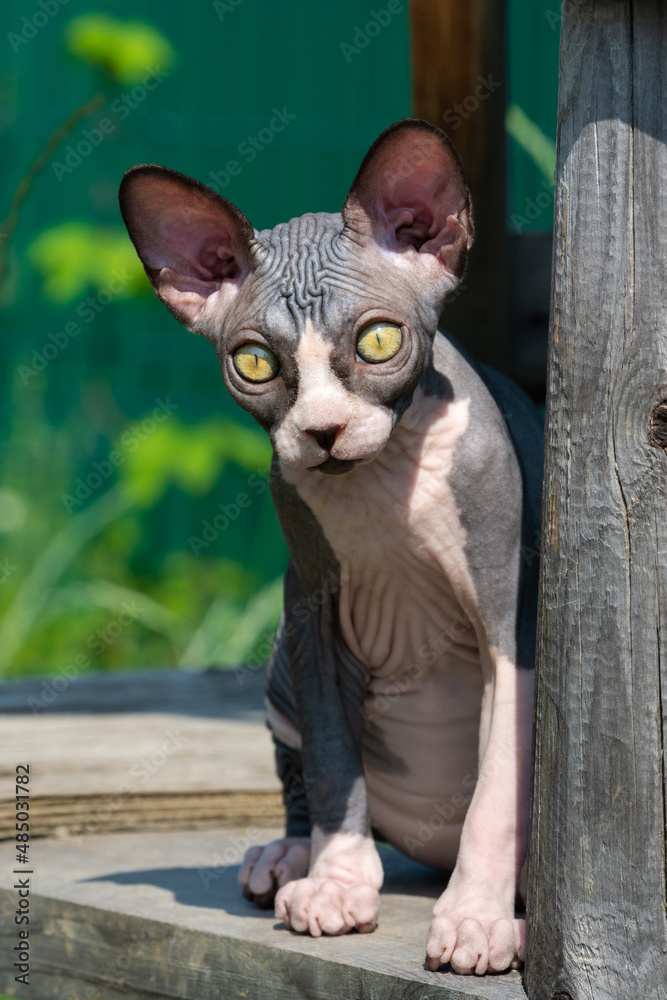 Pretty Canadian Sphynx cat of black and white color of 4 month old sitting on high wooden play area of cattery breeding kennel, looking at camera. Focus on foreground. Green blurred background.