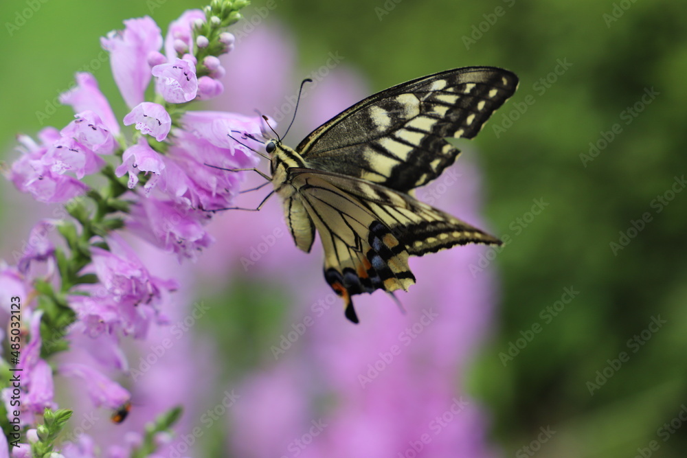 Obraz premium 秋の日本の庭に咲くハナトラノオのピンク色の花の蜜を吸うナミアゲハ蝶