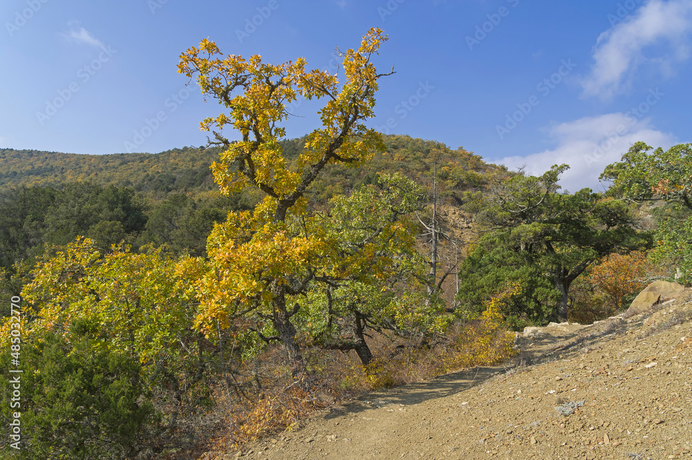 Beautiful oak with yellowed leaves in the Crimean mountains. Beautiful oak with yellowed leaves in the Crimean mountains.
