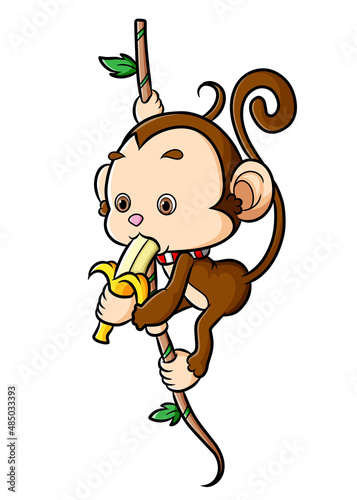 The little monkey is hanging on the tree and eating banana