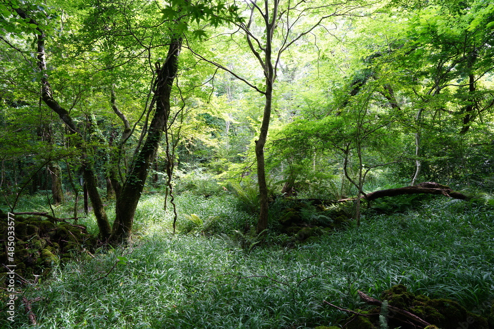Obraz premium fallen trees in thick wild forest